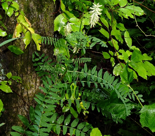 {Astragalus canadensis}